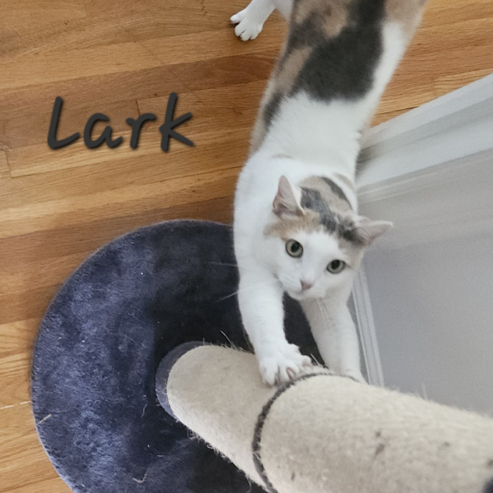 Blue Ribbon Cat Sitter Of Queen City