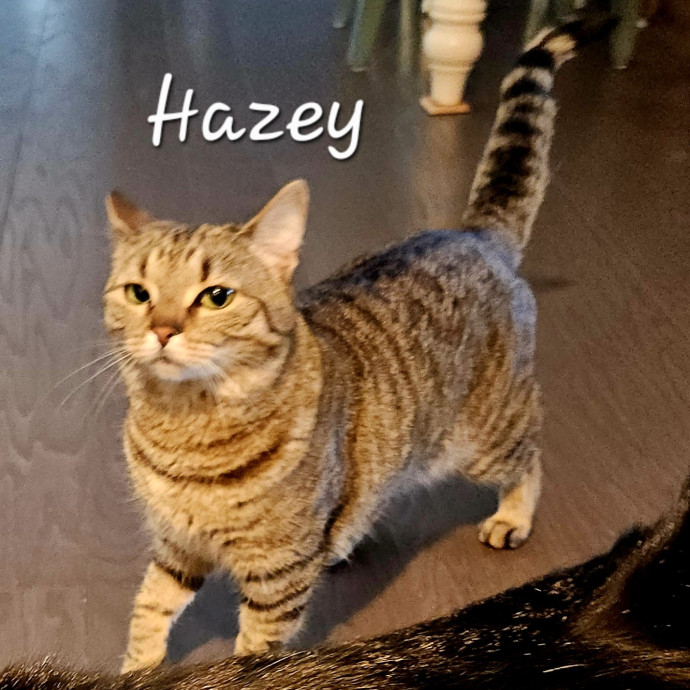 Blue Ribbon Cat Sitter Of Queen City