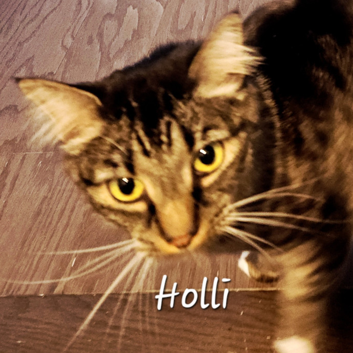 Blue Ribbon Cat Sitter Of Queen City