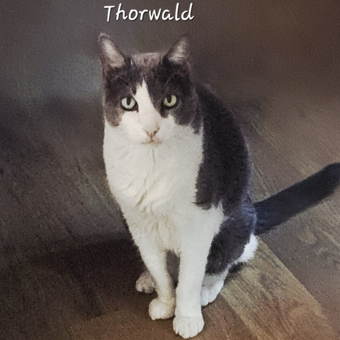 Blue Ribbon Cat Sitter Of Queen City