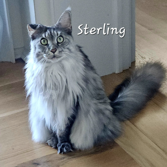 Blue Ribbon Cat Sitter Of Queen City