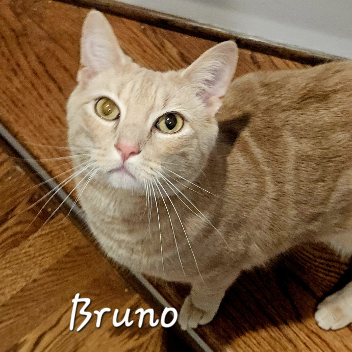 Blue Ribbon Cat Sitter Of Queen City