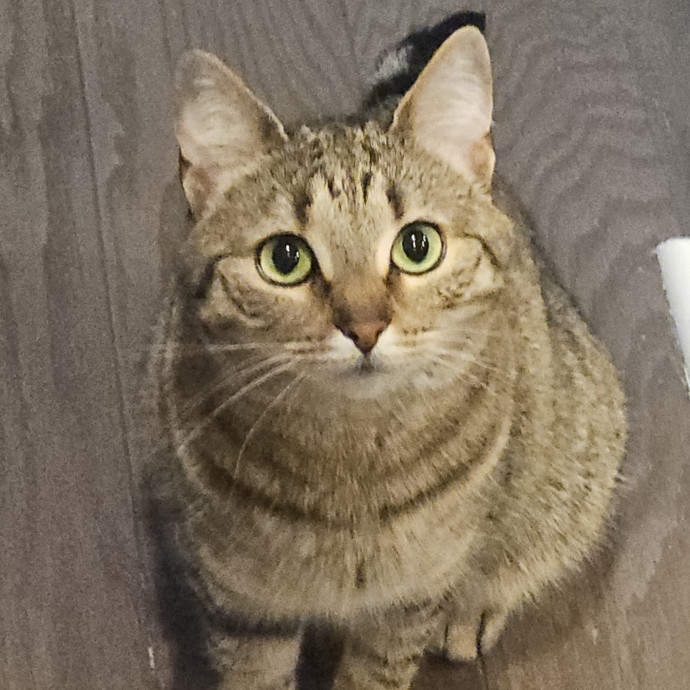 Blue Ribbon Cat Sitter Of Queen City