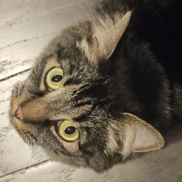 Blue Ribbon Cat Sitter Of Queen City