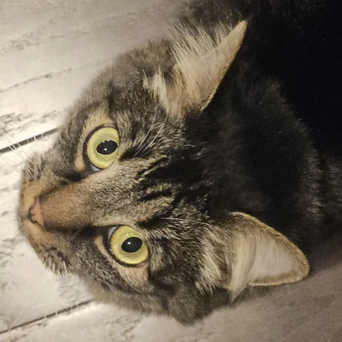 Blue Ribbon Cat Sitter Of Queen City