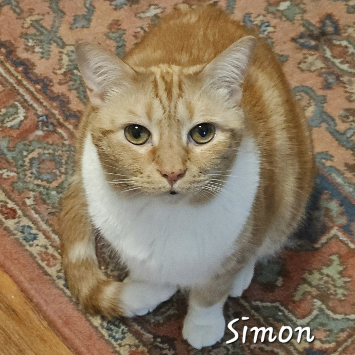 Blue Ribbon Cat Sitter Of Queen City