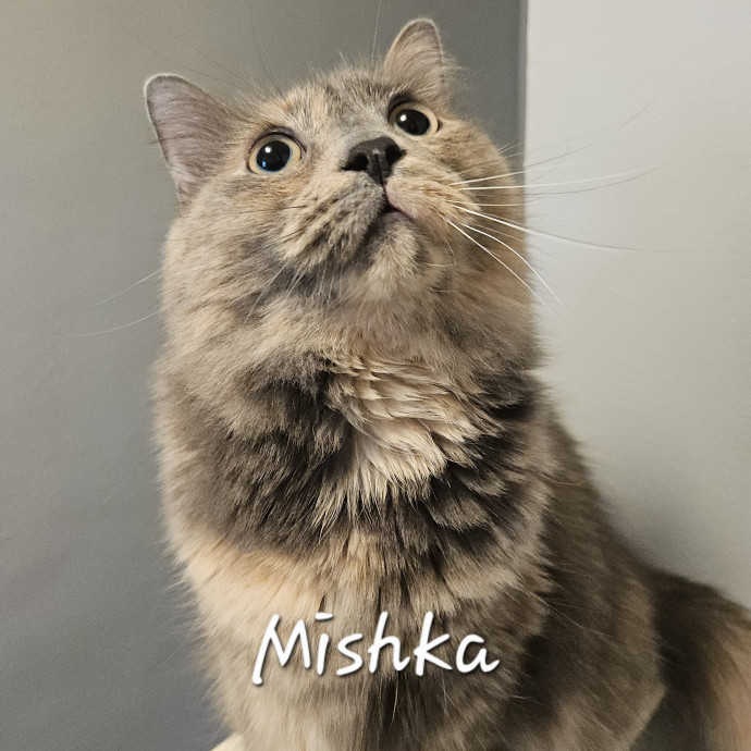 Blue Ribbon Cat Sitter Of Queen City