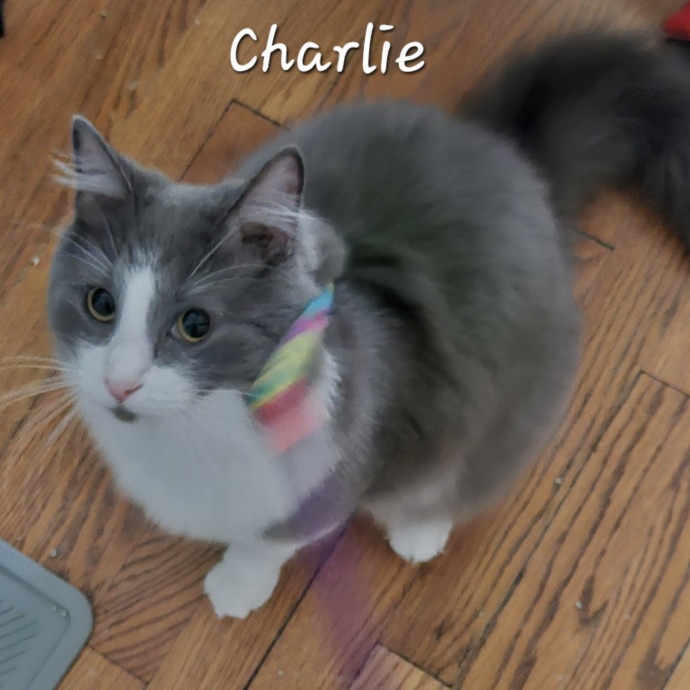 Blue Ribbon Cat Sitter Of Queen City