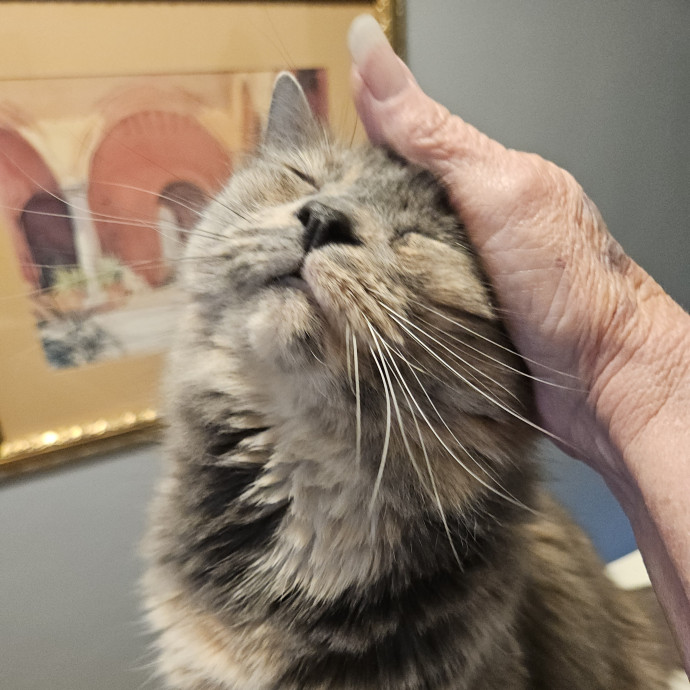Blue Ribbon Cat Sitter Of Queen City