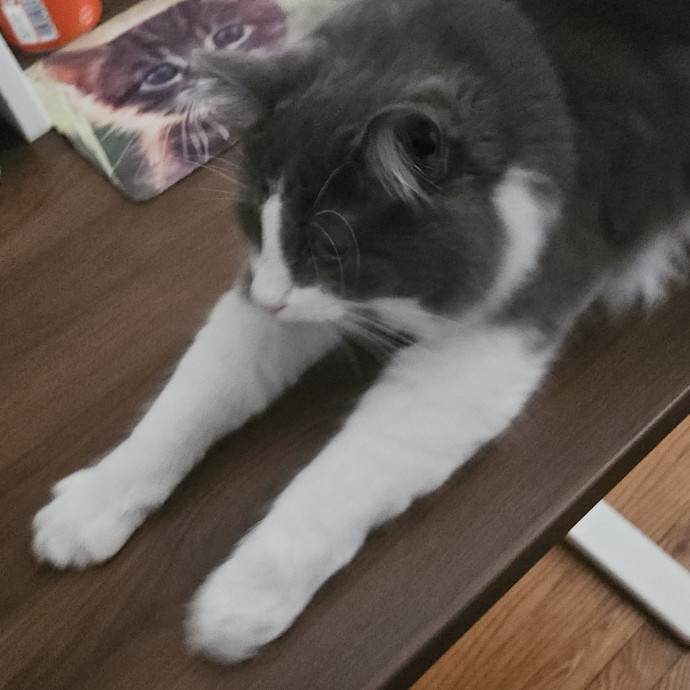 Blue Ribbon Cat Sitter Of Queen City