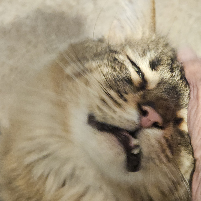 Blue Ribbon Cat Sitter Of Queen City
