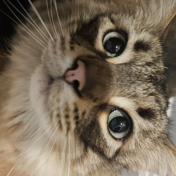 Blue Ribbon Cat Sitter Of Queen City