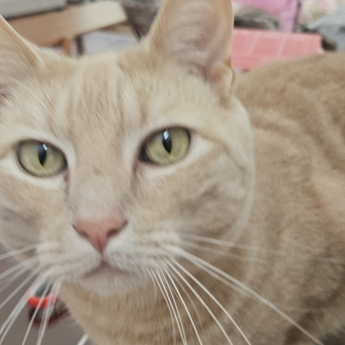 Blue Ribbon Cat Sitter Of Queen City