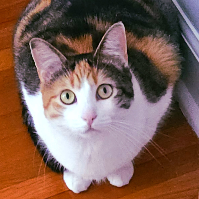 Blue Ribbon Cat Sitter Of Queen City