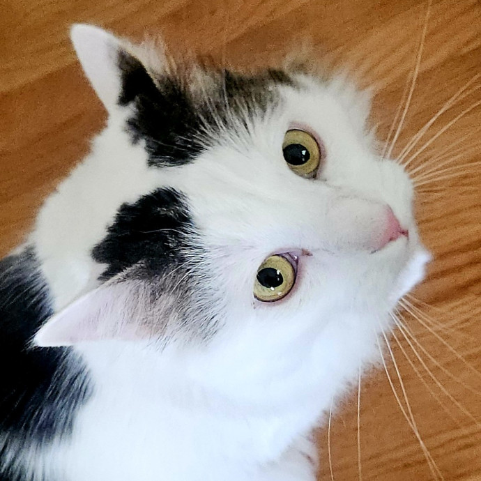 Blue Ribbon Cat Sitter Of Queen City