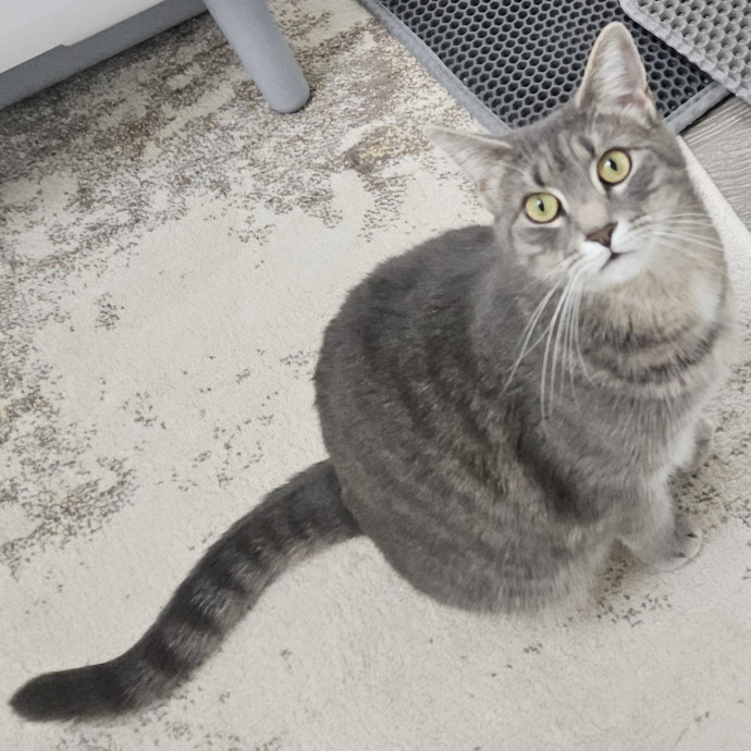 Blue Ribbon Cat Sitter Of Queen City