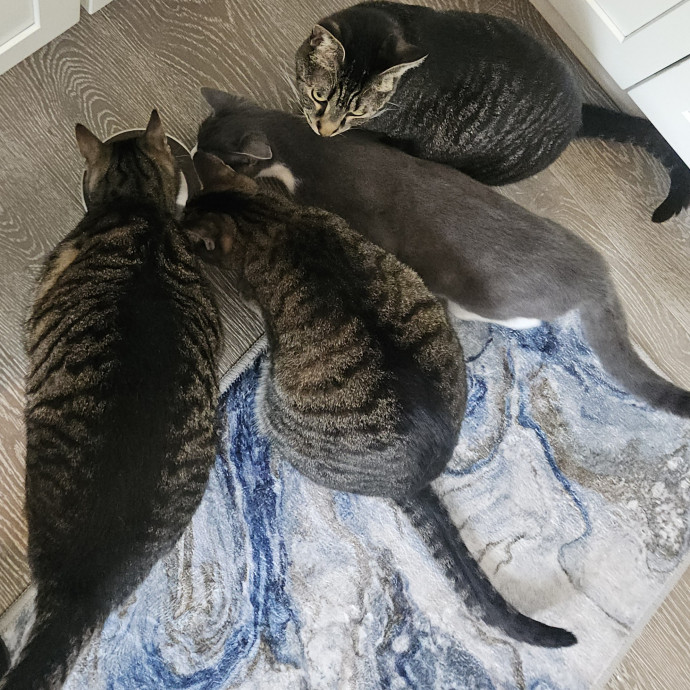 Blue Ribbon Cat Sitter Of Queen City