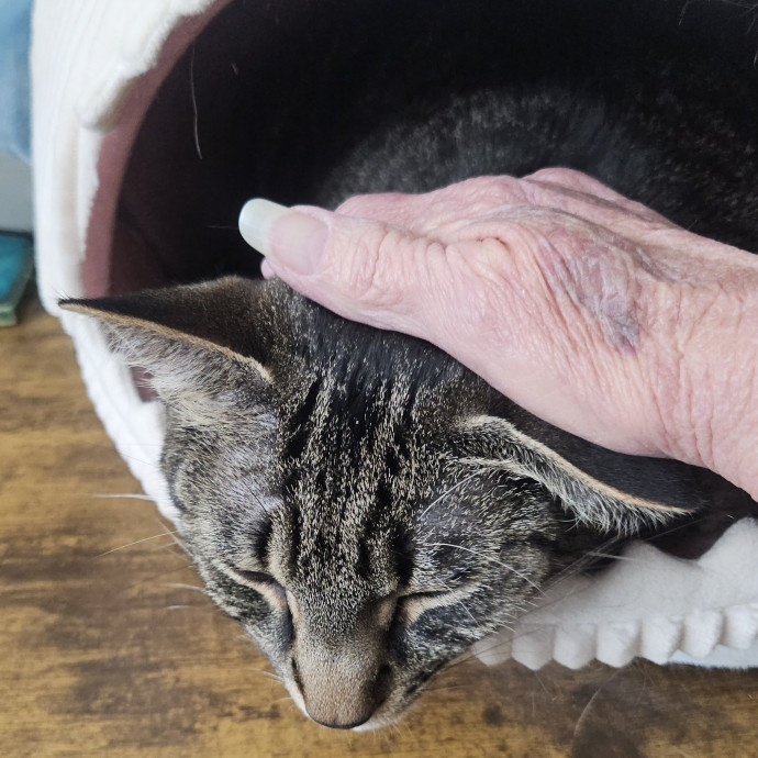 Blue Ribbon Cat Sitter Of Queen City