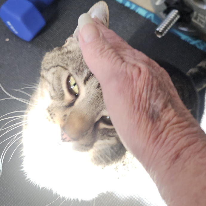 Blue Ribbon Cat Sitter Of Queen City