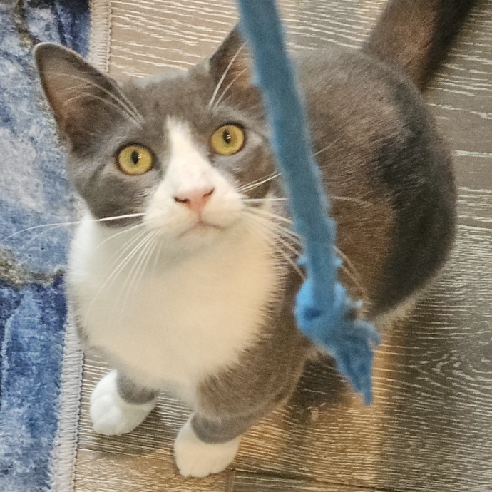 Blue Ribbon Cat Sitter Of Queen City