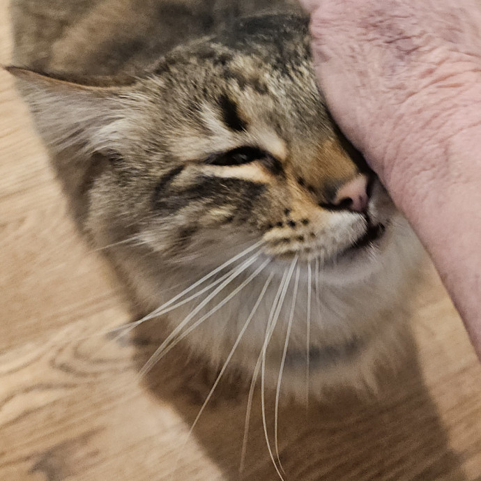 Blue Ribbon Cat Sitter Of Queen City