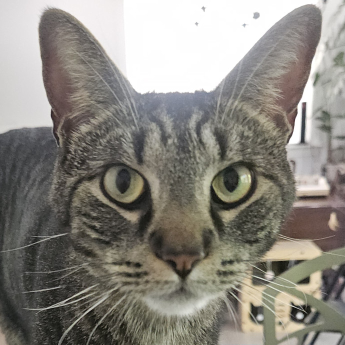 Blue Ribbon Cat Sitter Of Queen City
