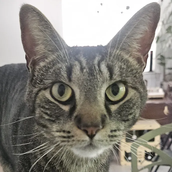 Blue Ribbon Cat Sitter Of Queen City
