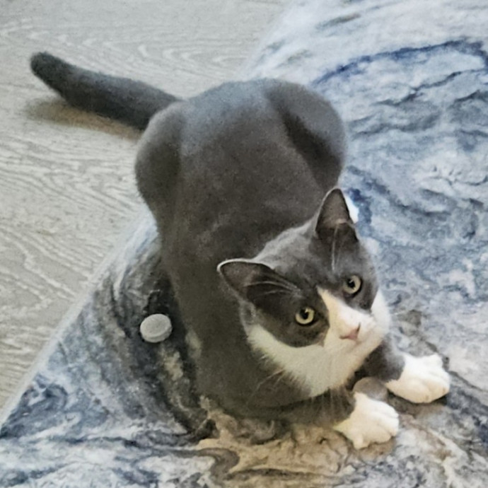 Blue Ribbon Cat Sitter Of Queen City
