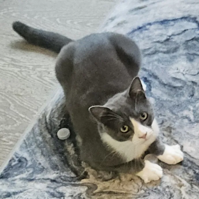 Blue Ribbon Cat Sitter Of Queen City