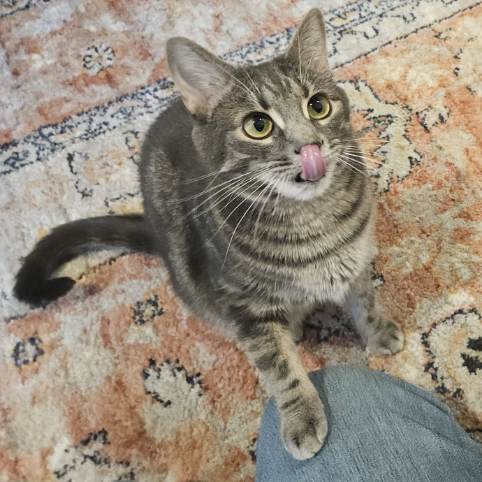 Blue Ribbon Cat Sitter Of Queen City
