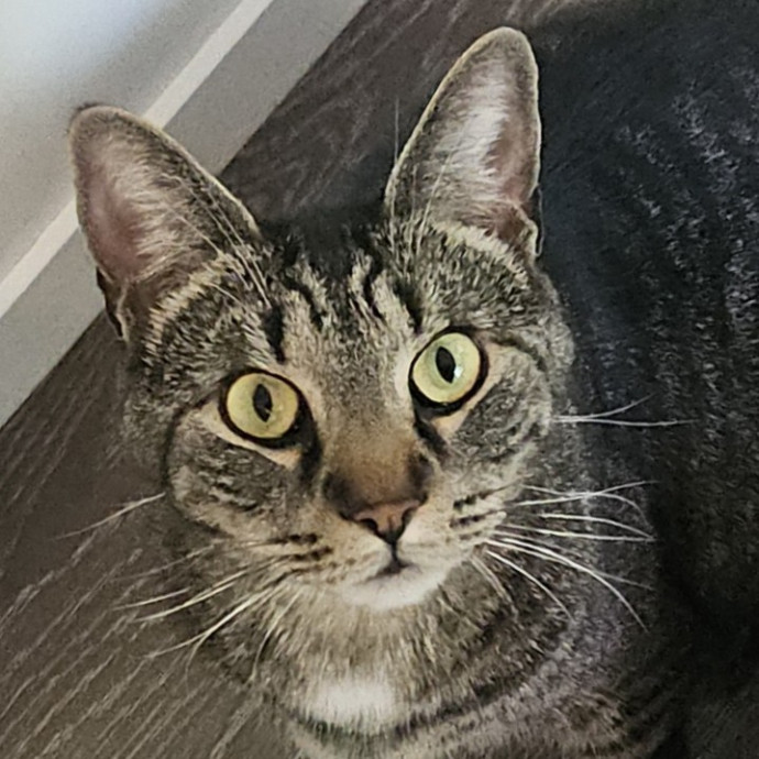 Blue Ribbon Cat Sitter Of Queen City