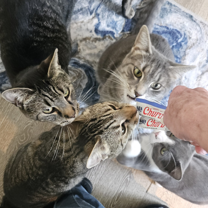 Blue Ribbon Cat Sitter Of Queen City