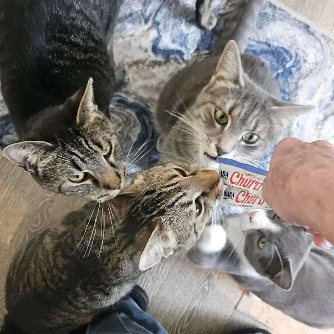 Blue Ribbon Cat Sitter Of Queen City