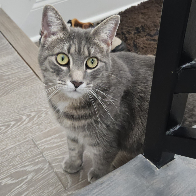 Blue Ribbon Cat Sitter Of Queen City