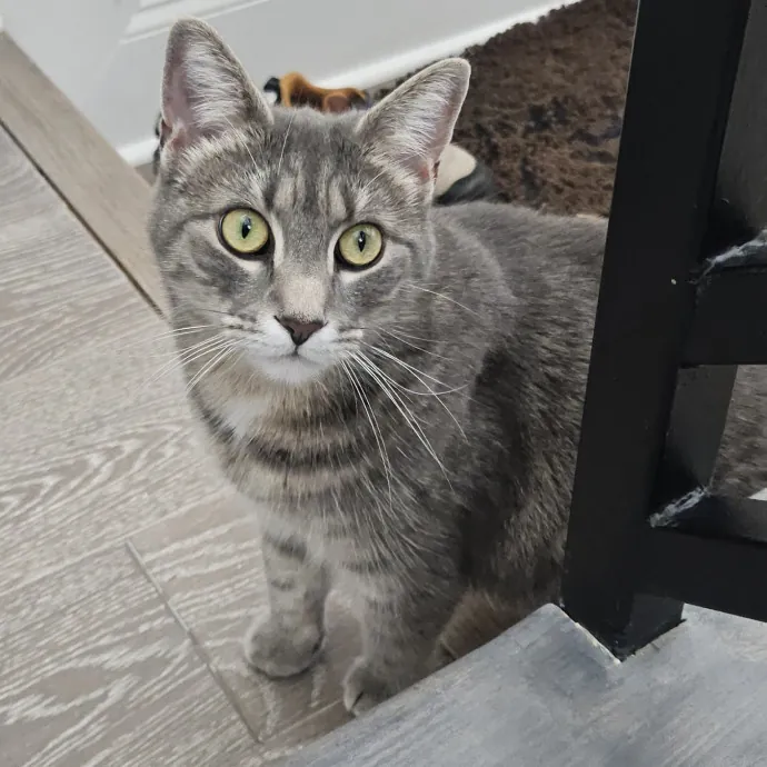 Blue Ribbon Cat Sitter Of Queen City