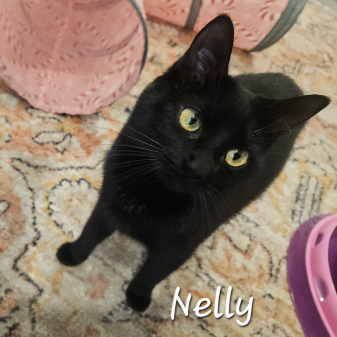 Blue Ribbon Cat Sitter Of Queen City