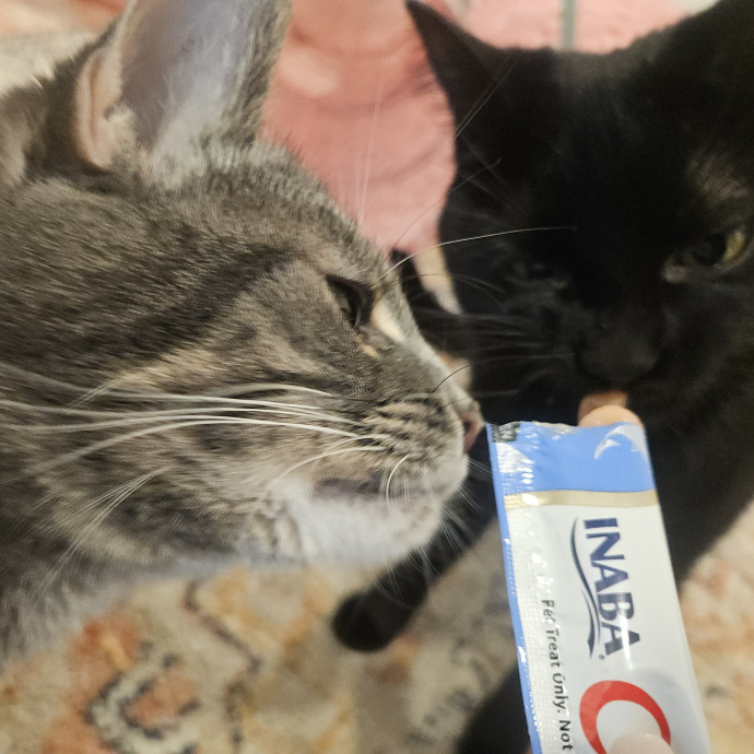 Blue Ribbon Cat Sitter Of Queen City