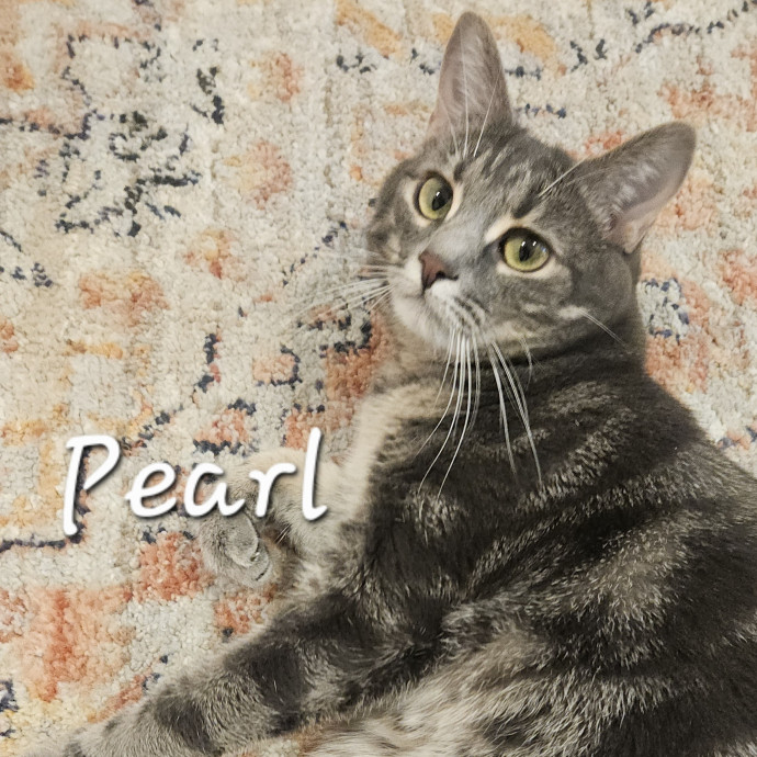Blue Ribbon Cat Sitter Of Queen City