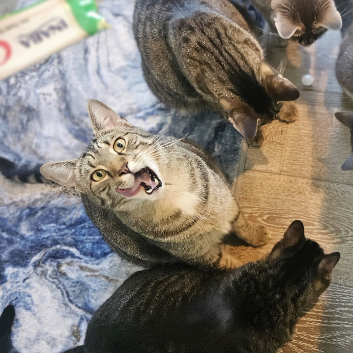 Blue Ribbon Cat Sitter Of Queen City