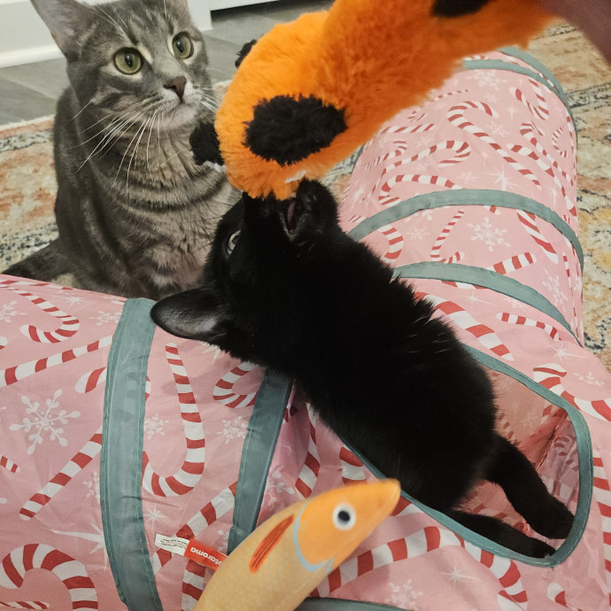 Blue Ribbon Cat Sitter Of Queen City