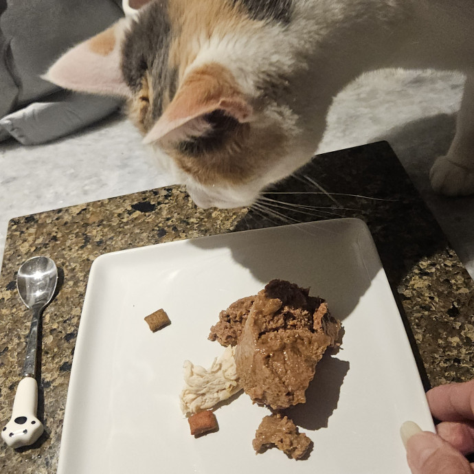 Blue Ribbon Cat Sitter Of Queen City