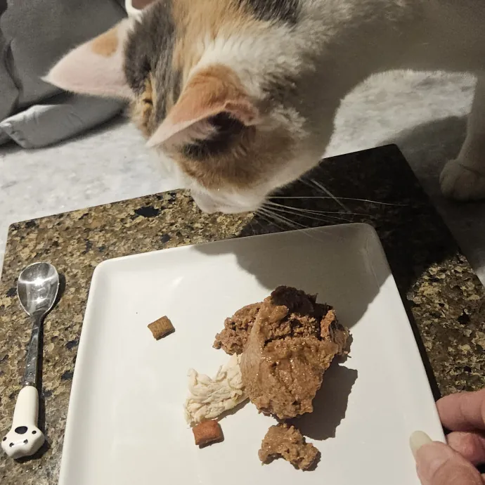 Blue Ribbon Cat Sitter Of Queen City