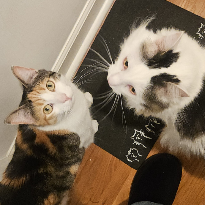 Blue Ribbon Cat Sitter Of Queen City