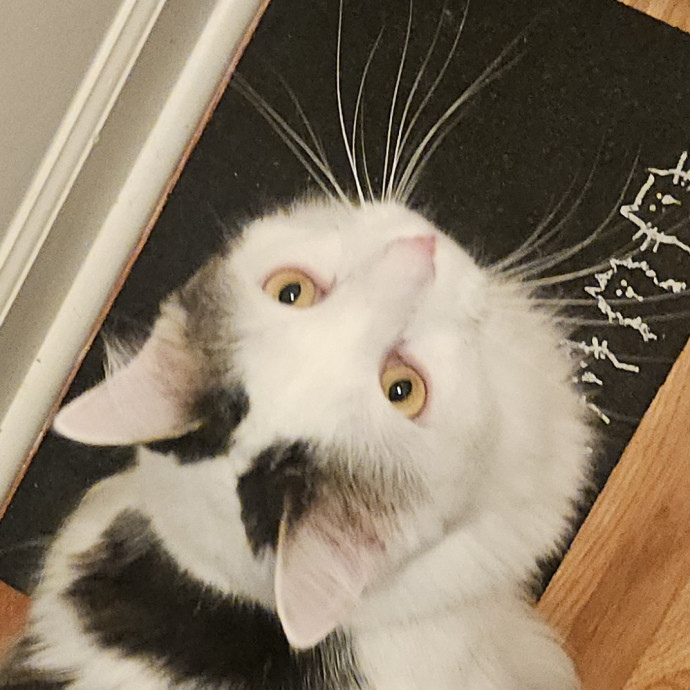 Blue Ribbon Cat Sitter Of Queen City