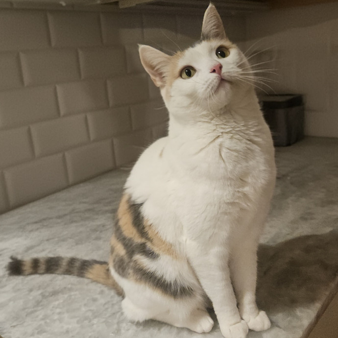 Blue Ribbon Cat Sitter Of Queen City