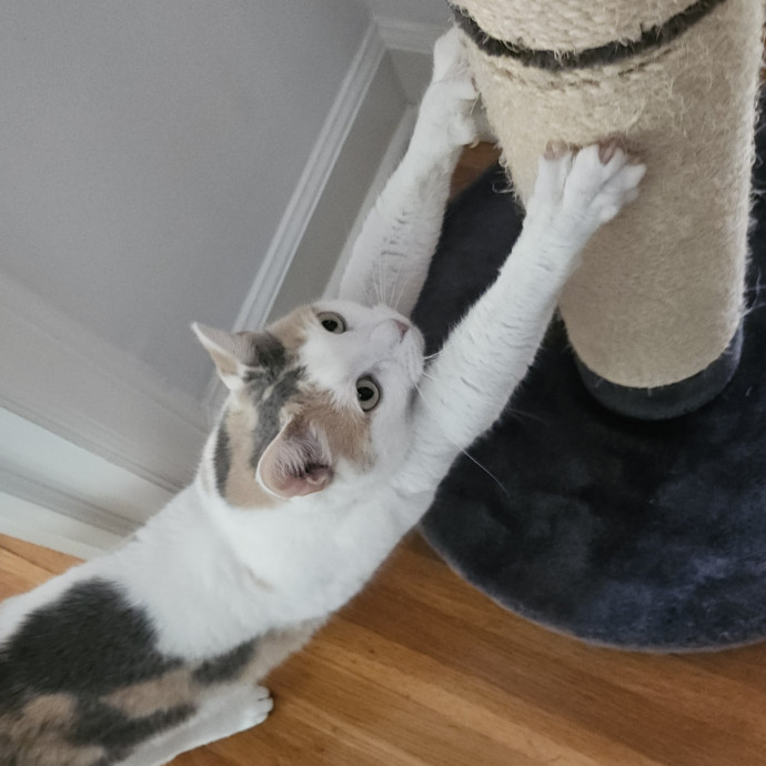 Blue Ribbon Cat Sitter Of Queen City
