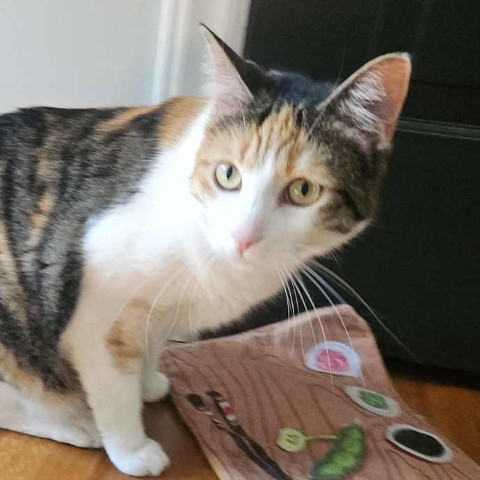 Blue Ribbon Cat Sitter Of Queen City