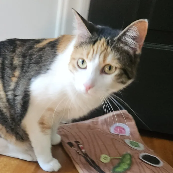 Blue Ribbon Cat Sitter Of Queen City