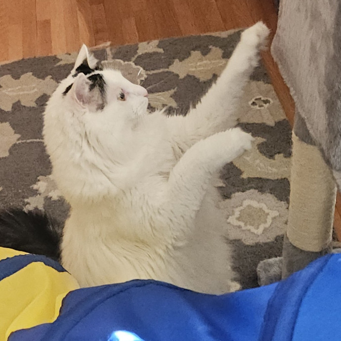 Blue Ribbon Cat Sitter Of Queen City