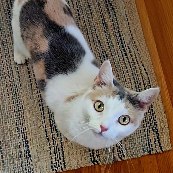 Blue Ribbon Cat Sitter Of Queen City